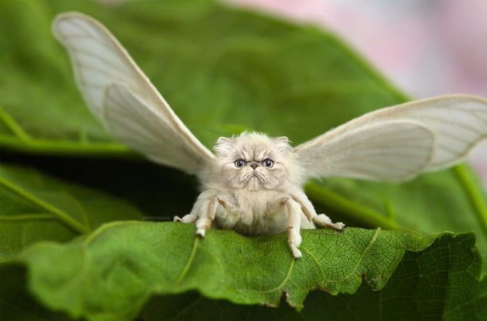 moth tweet media