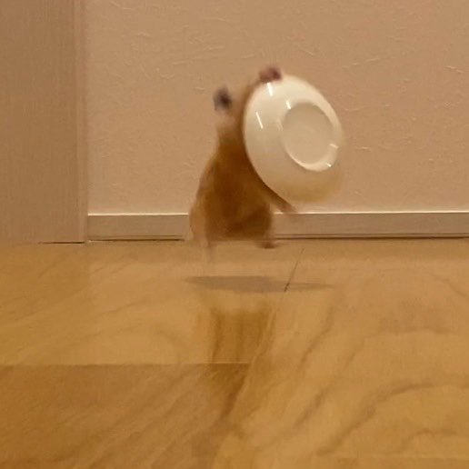 ムギちゃん浮いてる…💭

#ハムスター