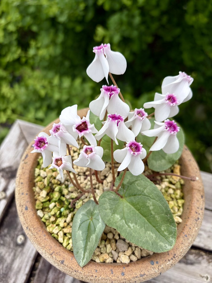 ArienZheng's tweet photo. Cyclamen Hederiofilum ‘Stargazer’ https://t.co/HLEORhbOfR