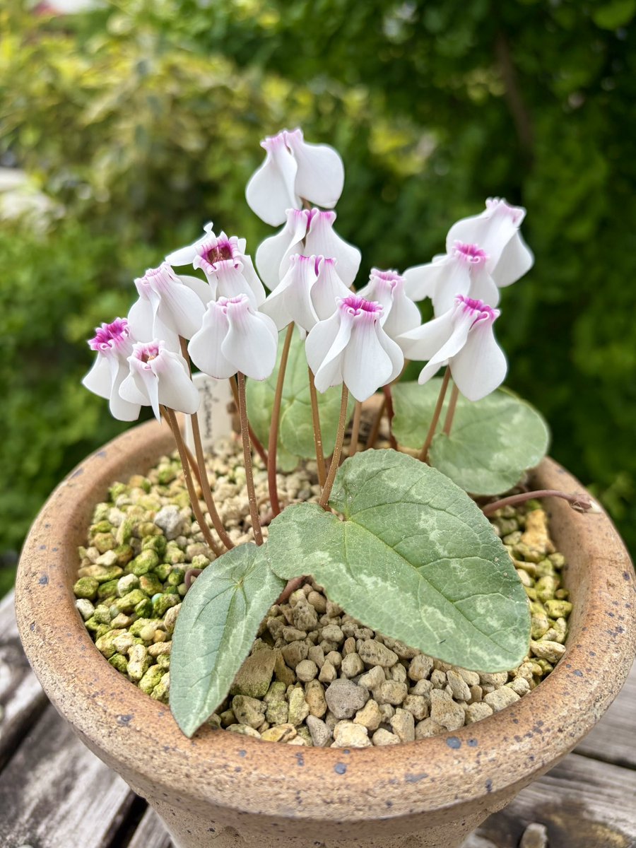 ArienZheng's tweet photo. Cyclamen Hederiofilum ‘Stargazer’ https://t.co/HLEORhbOfR