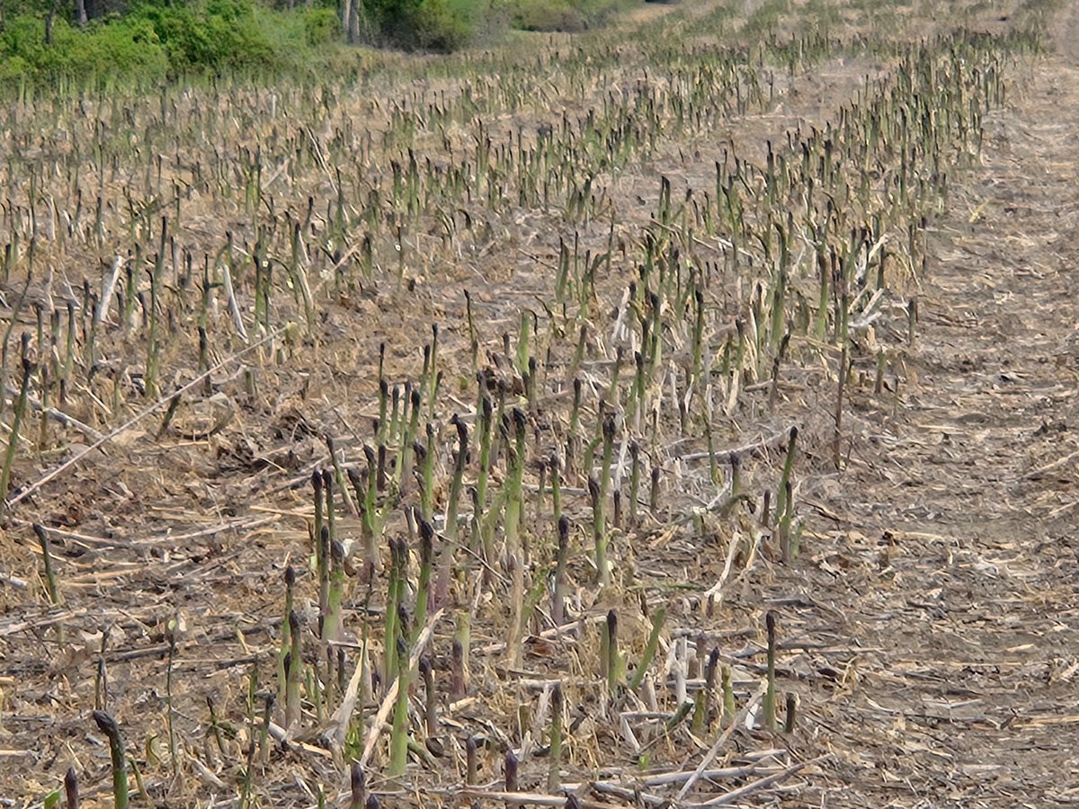 BYott01's tweet photo. Happy SuperFood FunFact Monday!  Asparagus season is now here so go out and buy some!  DYK that fresh asparagus is nutrient-dense, low in calories, &amp; provides numerous health benefits? A simple way to enjoy it is roasted or grilled with olive oil, garlic, lemon &amp; a little salt. https://t.co/syNbaJ1kya