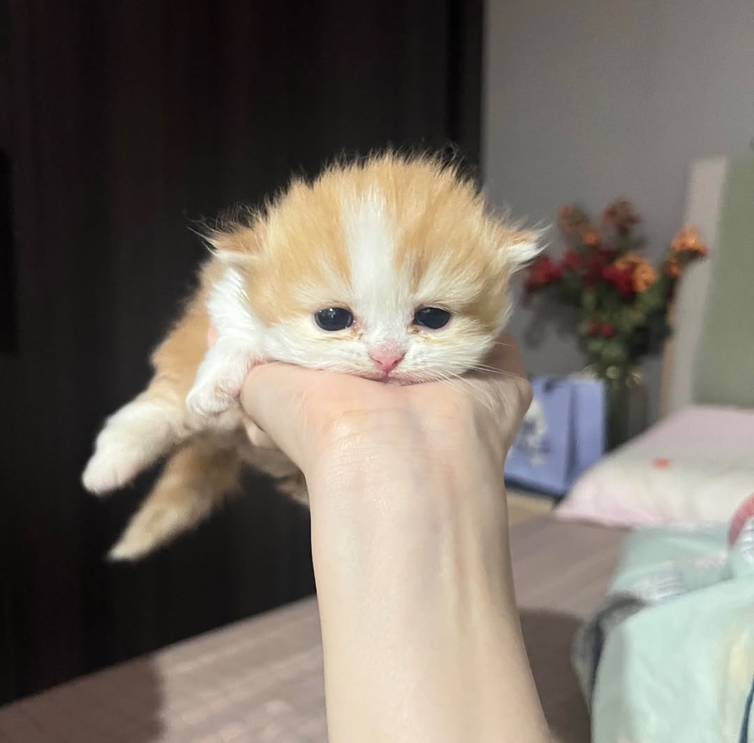 Daily Cat Posts tweet media