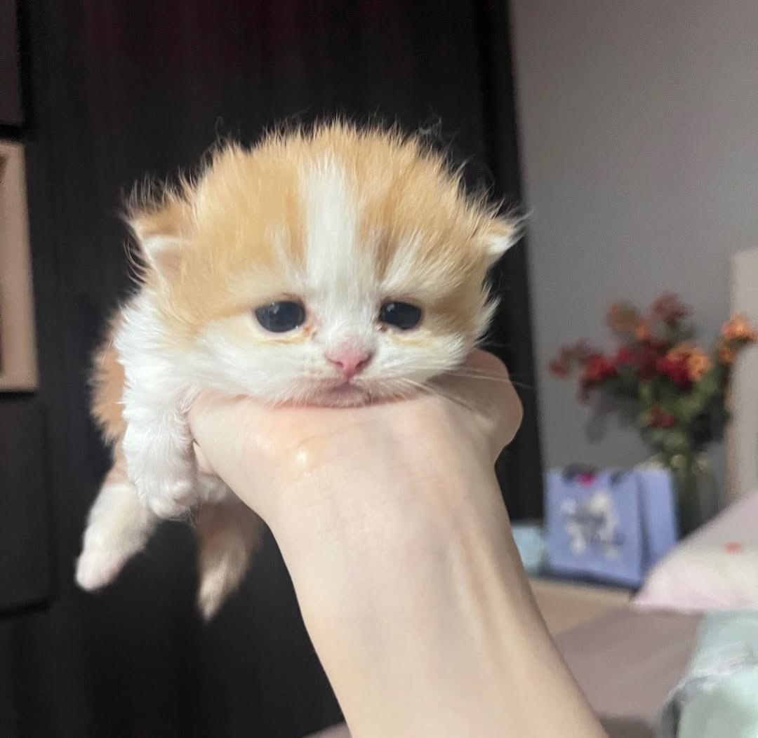 Daily Cat Posts tweet media