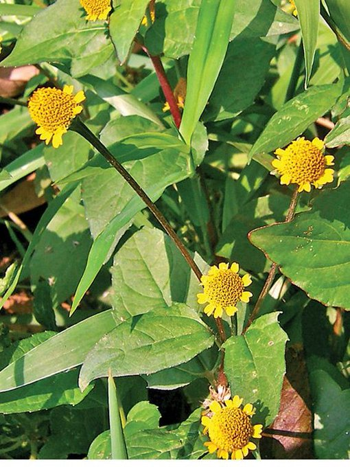HealthOrganica_'s tweet photo. Benefits of using Akarkara: 🌱🌿 
1. Stimulant    Acts as a stimulant, providing energy to the body.  
2. Strength and Semen Enhancer:     Increases strength and semen in men.  
3. Strengthening the Nervous System:      Helps strengthen the nervous system for smooth signal transmission between the brain and body.  
4. Beneficial for Cough and Cold:     Alleviates symptoms of cough and cold, including flu.  
5. Dental and Oral Health:     Relieves dental problems like toothaches and bad breath.  
⚠️Important to consult a doctor or herbalist before use, as excessive consumption can cause irritation or discomfort.