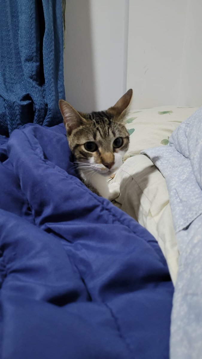 julimg__'s tweet photo. No encontrábamos al gato y el tipo se habia tapado. Un frío https://t.co/5nMokIrZVk