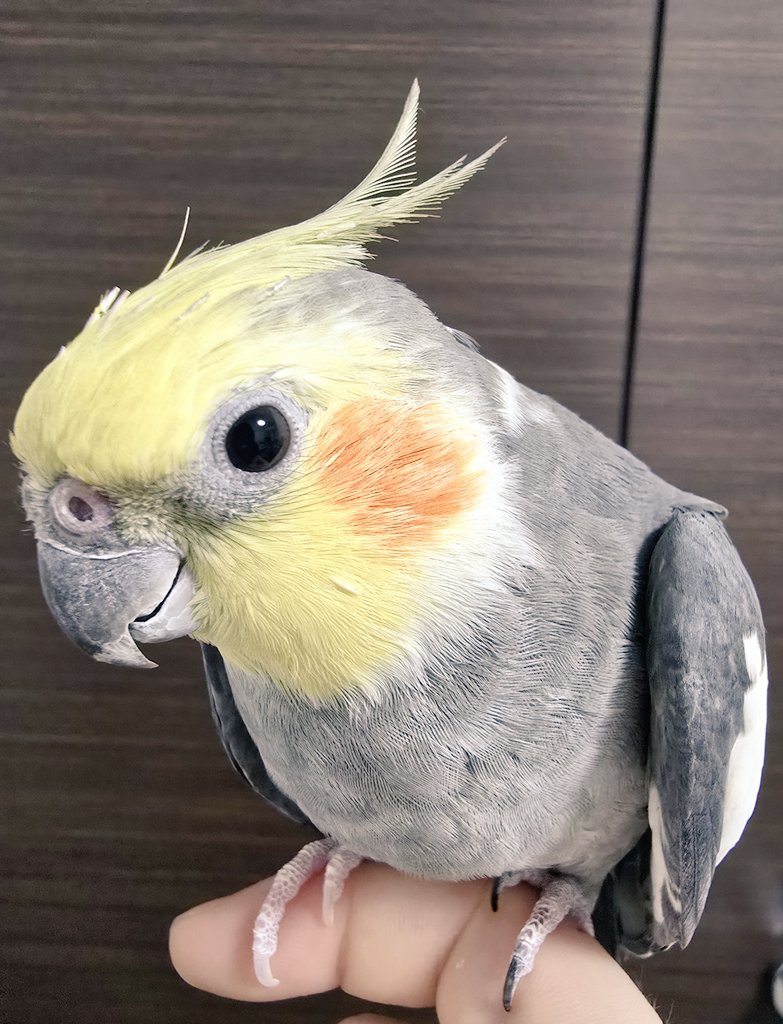 Torisuki_ai's tweet photo. みなさんこんばんは

チロルンです🐥~🎶

#チロル #オカメインコ https://t.co/TzFl4Qihng