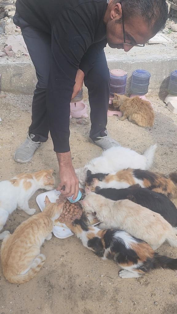 help cats tweet media
