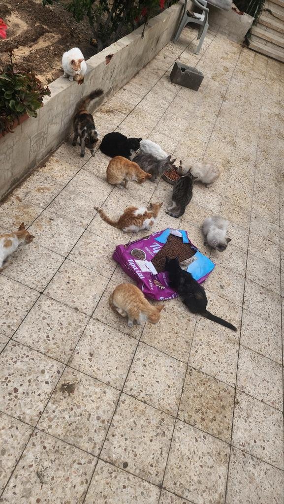 help cats tweet media