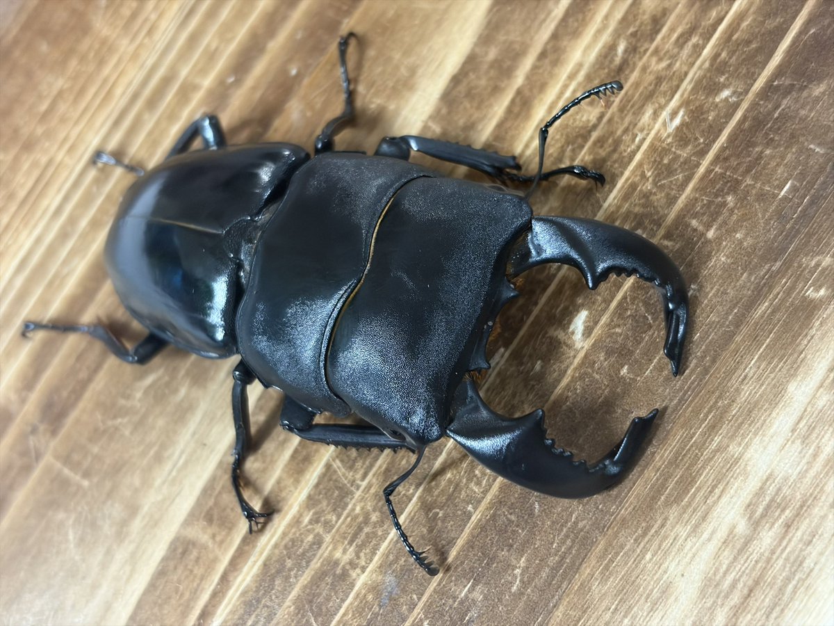 INSECT JOKER official インセクト ジョーカー tweet media