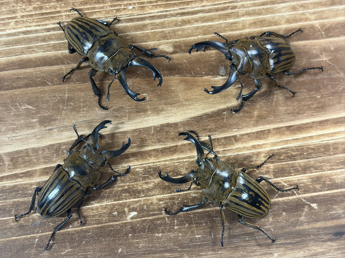INSECT JOKER official インセクト ジョーカー tweet media