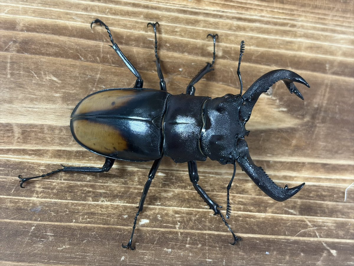 INSECT JOKER official インセクト ジョーカー tweet media