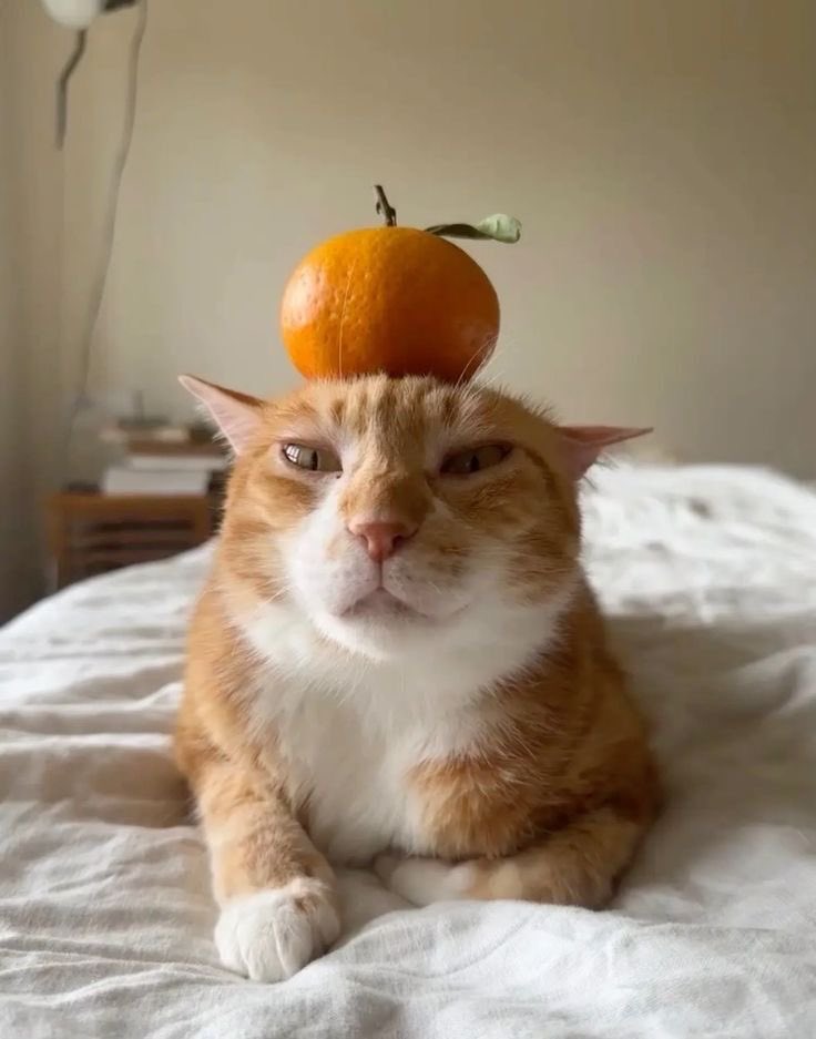 Orange Cats Are Not Dumb tweet media