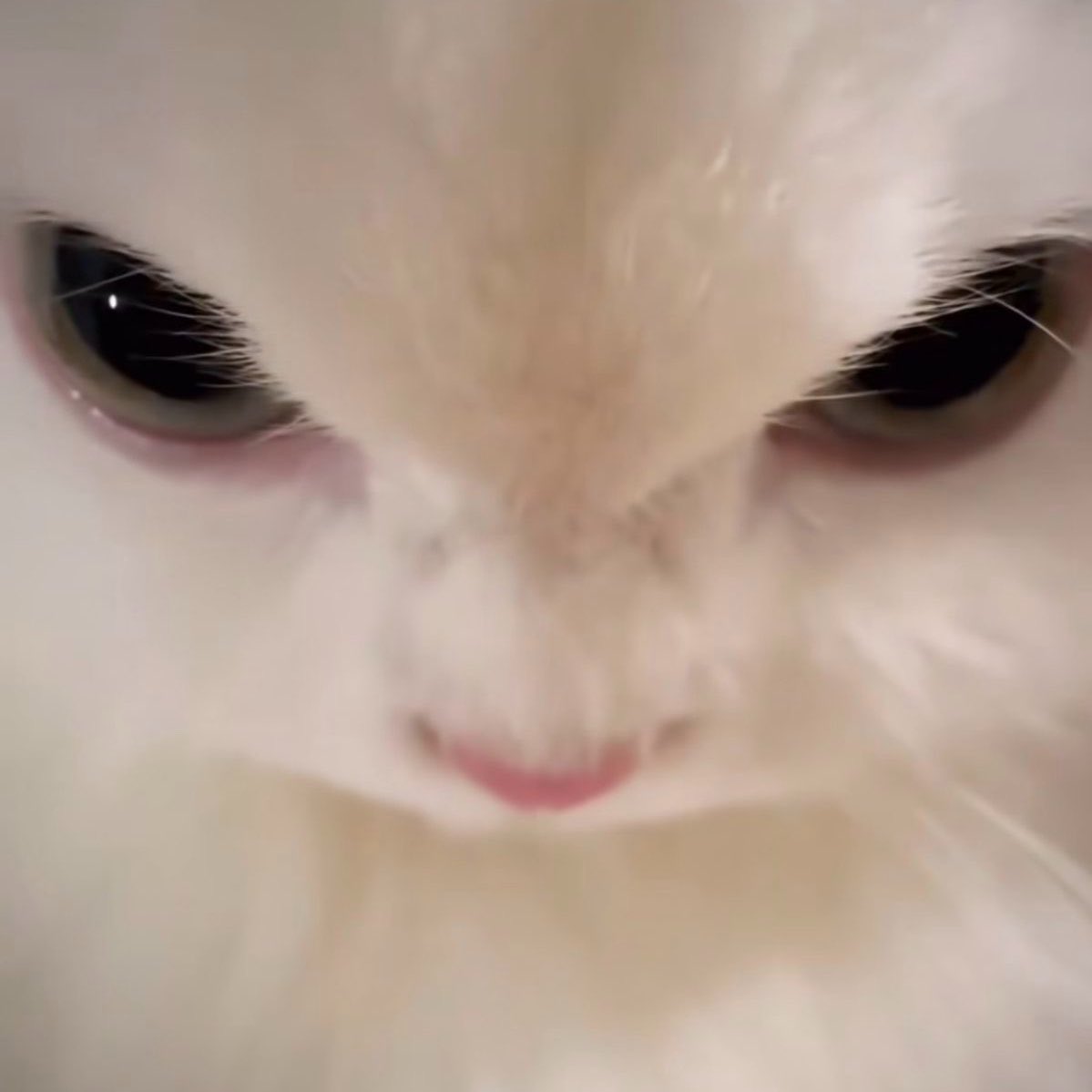 ยูกแมวตุวนี้หน้าดื้อมากกก⋆˚🐾˖°
- #keenkeno (♥️)