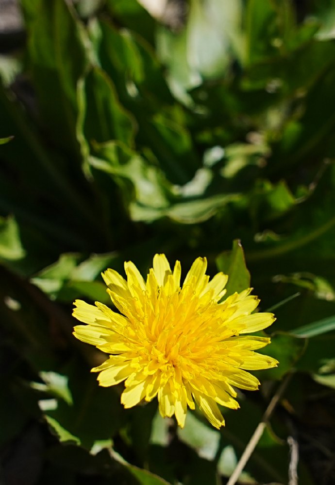 Visit_Xinjiang's tweet photo. In the Altay wilderness, dandelions quietly bloom. Bright yellow flowers spread across grasslands and forests, creating a refreshing, gentle early-summer scene. https://t.co/BcrtzWSPVe