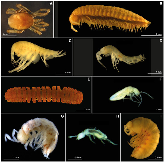 EcologiesMDPI's tweet photo. 🕳️🌿 A new study explores how #cave attributes and surrounding #landscape features shape invertebrate communities in pristine #Amazon ferruginous caves, identifying key drivers and environmental thresholds. 👉 https://t.co/6Zwy2PCHGy

#SubterraneanBiodiversity #TroglobiticFauna https://t.co/XjZ8jcL9FC