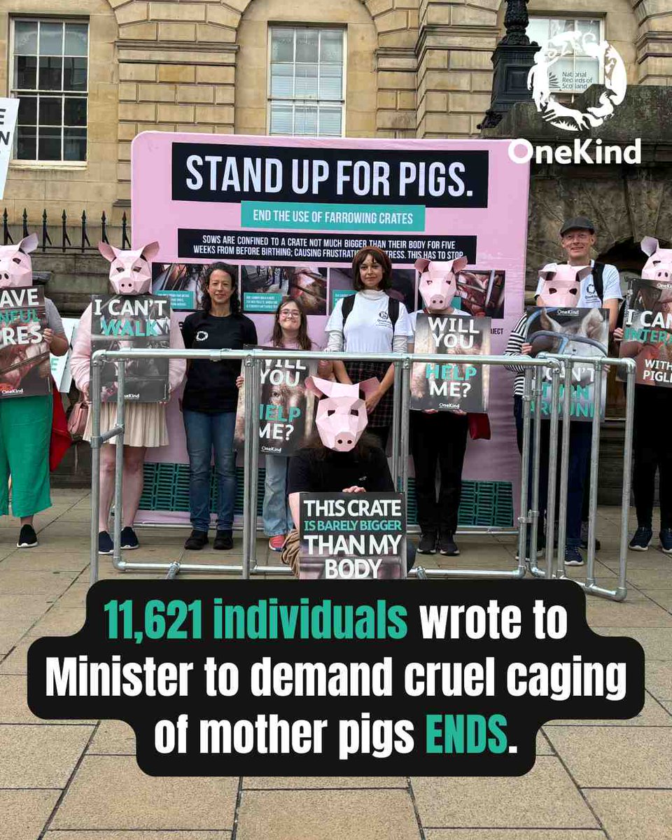 onekindtweet's tweet photo. The UK Government recently committed to a phase‑out and two Scottish political parties backed this change in their manifestos. ✅

With a new Scottish Parliament now in place, we will be working hard to make sure Scotland delivers a future without farrowing cages. #StandUpForPigs https://t.co/UZQhAdX8fE