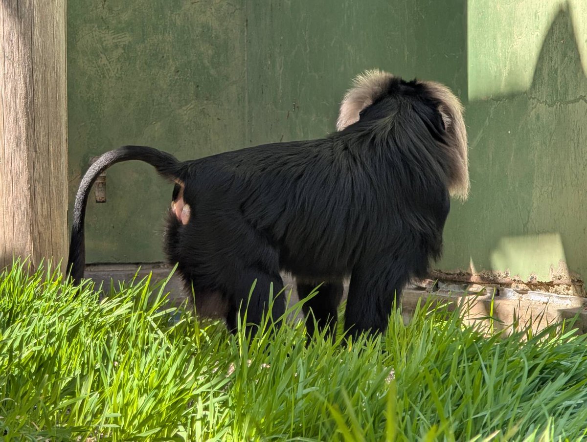 熊本市動植物園(公式) tweet media