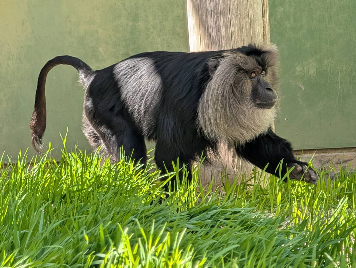 熊本市動植物園(公式) tweet media