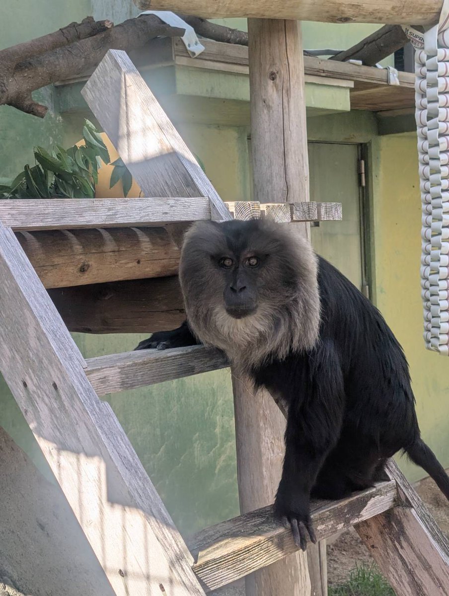 熊本市動植物園(公式) tweet media
