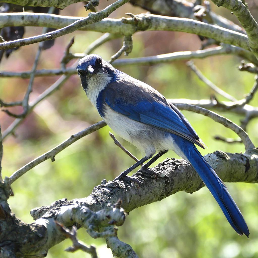 bird/h tweet media