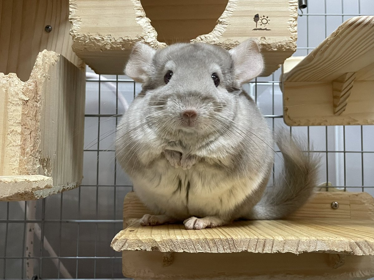 ここるる🐭飼い主はる (@koko_5_11) / Posts / X