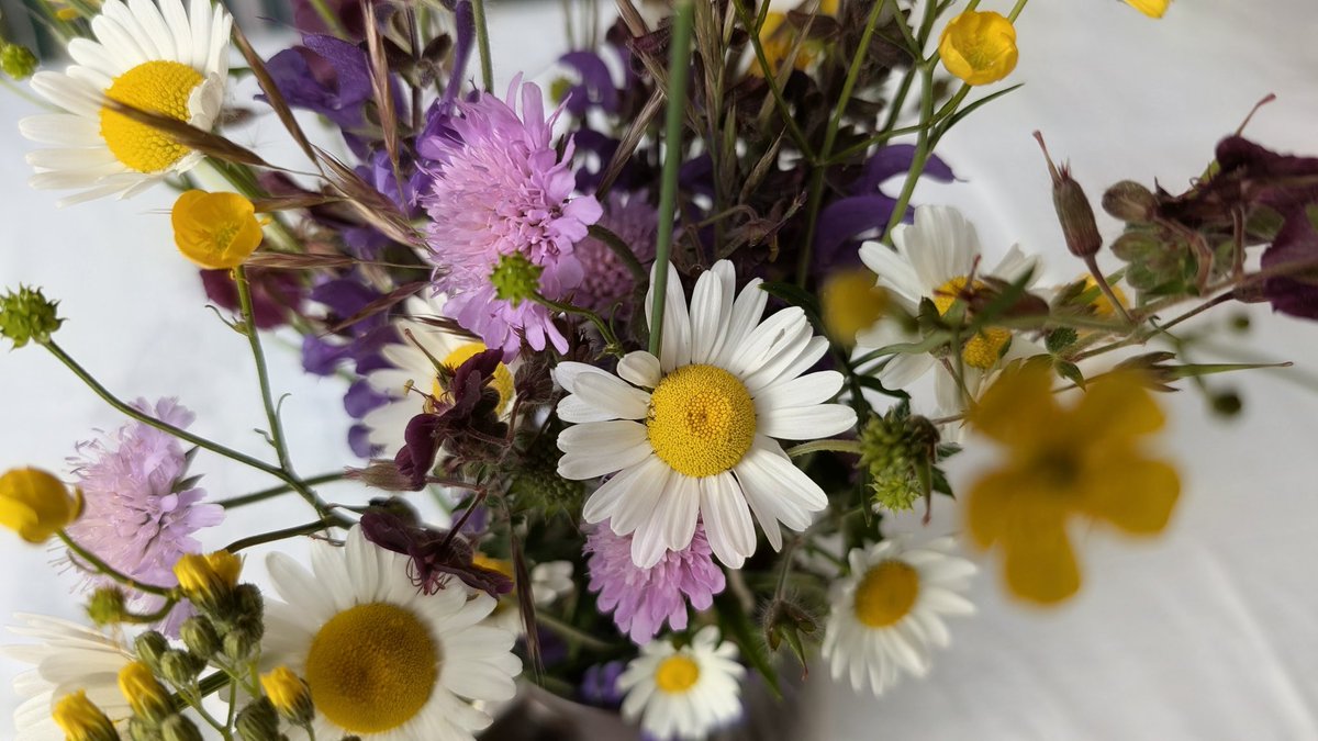 CarFreiTag's tweet photo. Aus der Wiese #daheim 💐 https://t.co/WNZwF7VlQP