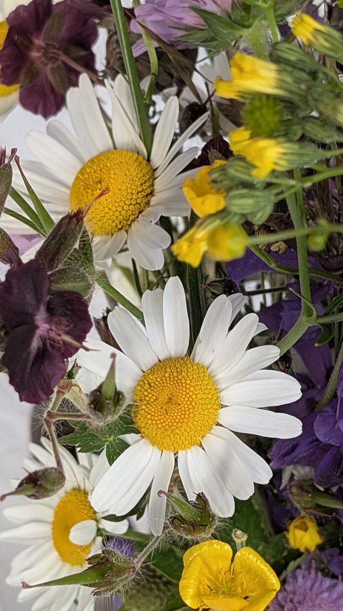 CarFreiTag's tweet photo. Aus der Wiese #daheim 💐 https://t.co/WNZwF7VlQP