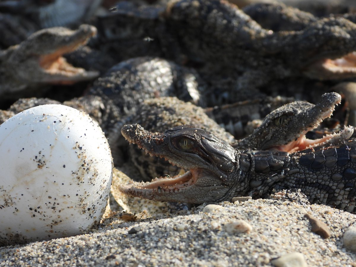 Crocodilian Specialist Group tweet media