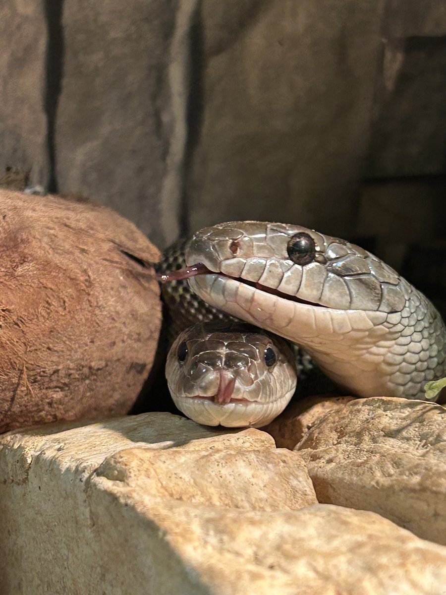 nami🐍 tweet media