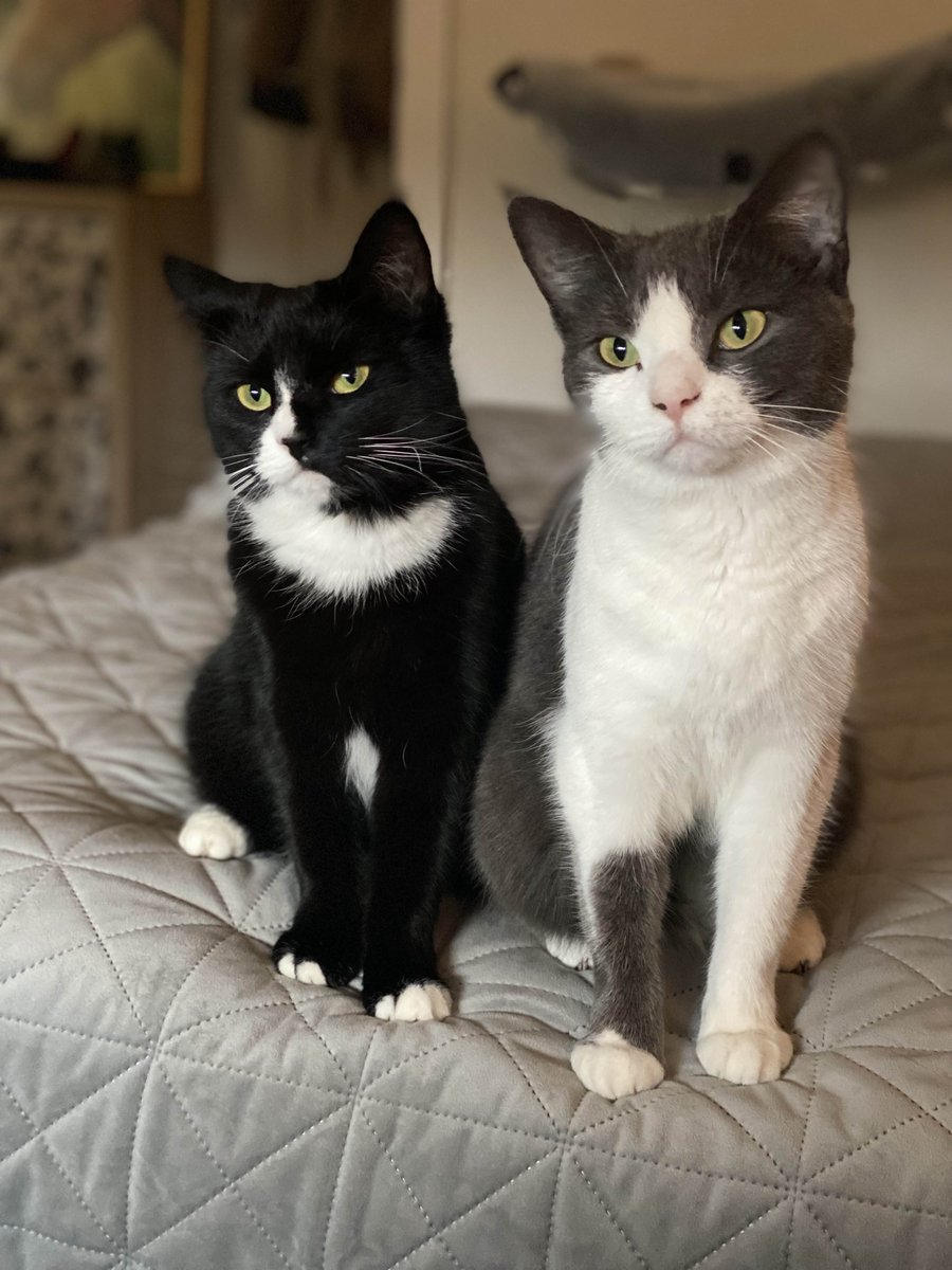 ninjamin4sure's tweet photo. @ValGal1212 Hello Armani, from my girls 🥰 https://t.co/vOPAClGLZD