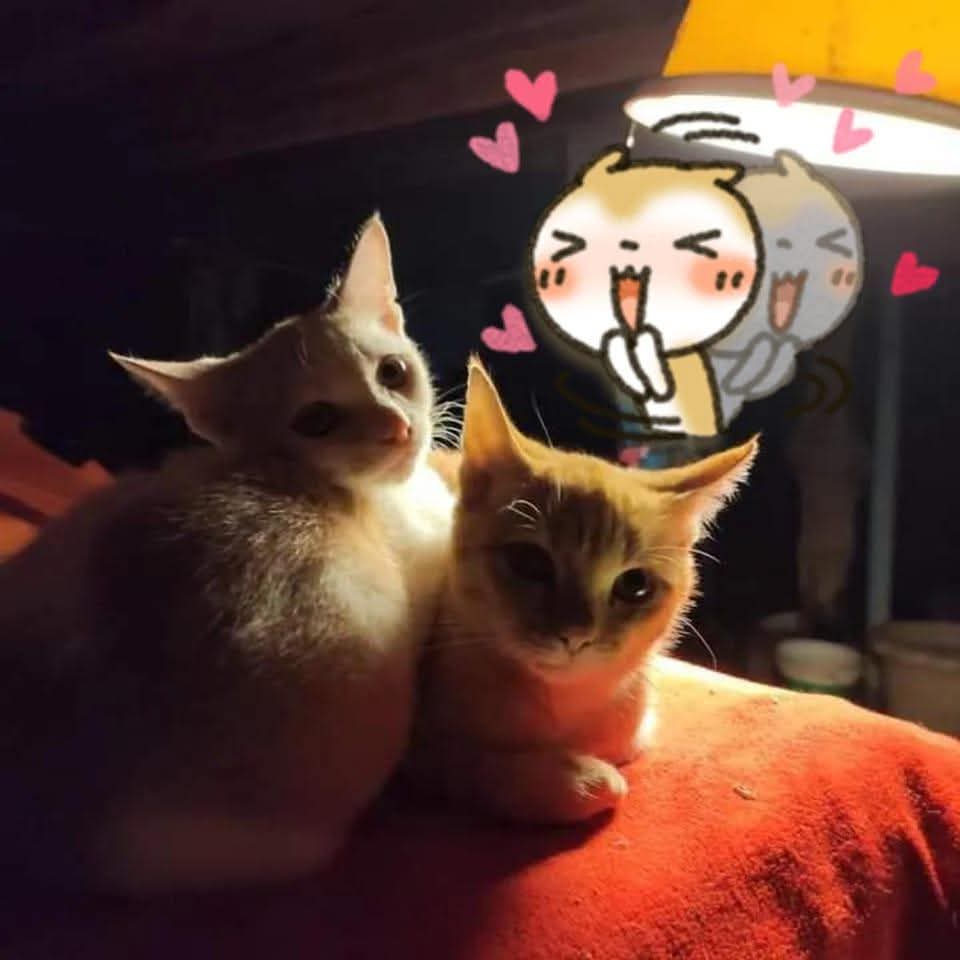 😻องค์หญิงหาญ🌞🍀💞💐 tweet media