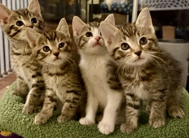 Loudoun Community Cat Coalition tweet media