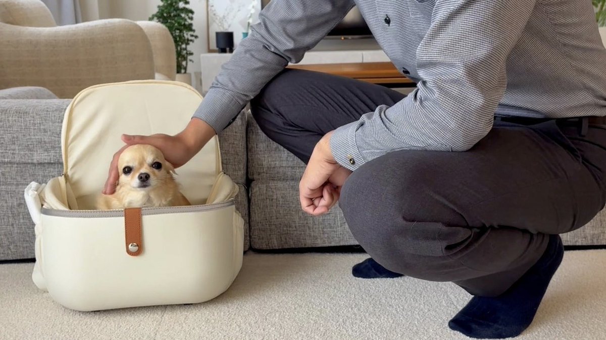 papa_love_dog's tweet photo. 一緒に出社する気満々
※行けません https://t.co/v5eL2mUmNX