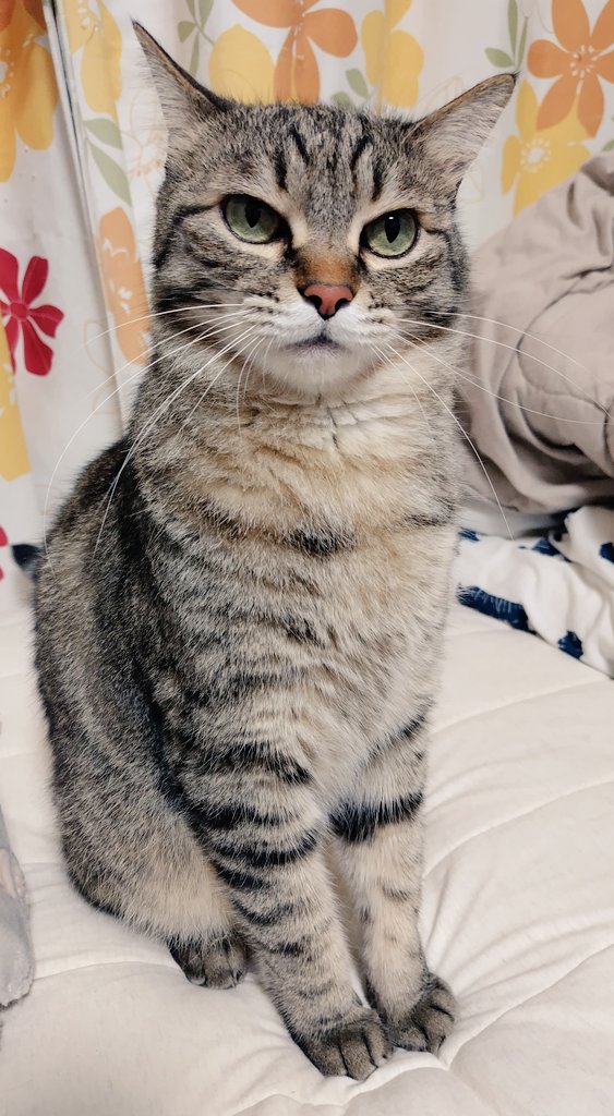 ゴロー🐾 tweet media