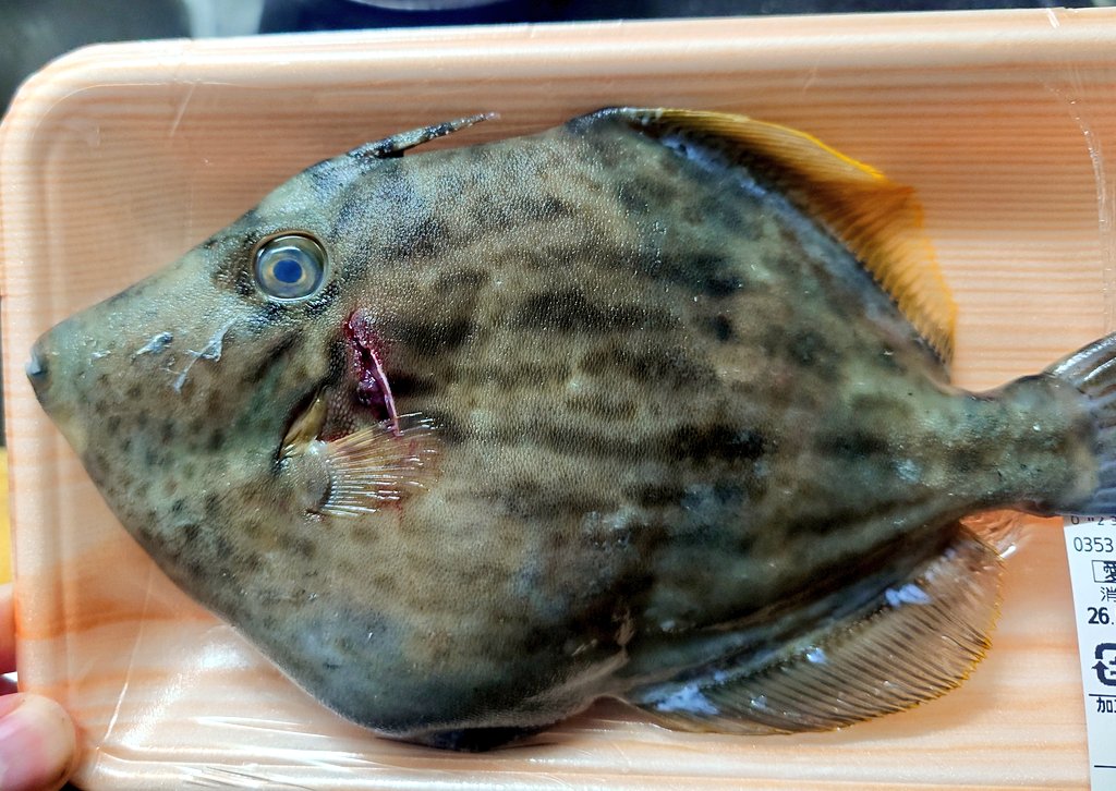 大熊猫 tweet media