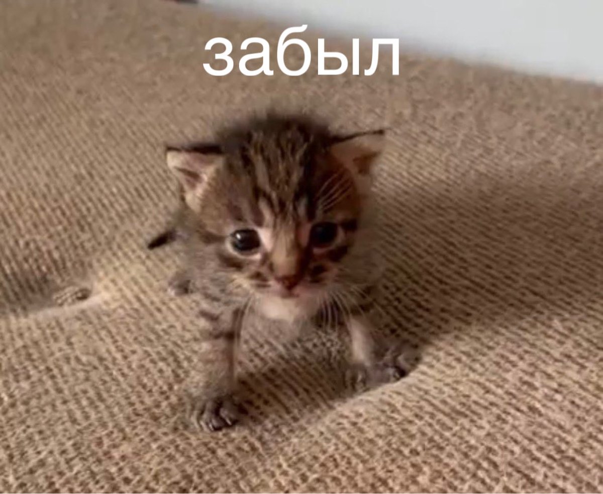 🌱•☽ 𝔅𝔢𝔞𝔫𝔫'𝔰𝔥𝔦𝔢 ☾•🐦‍🔥 (@nairnamiel) on Twitter photo 