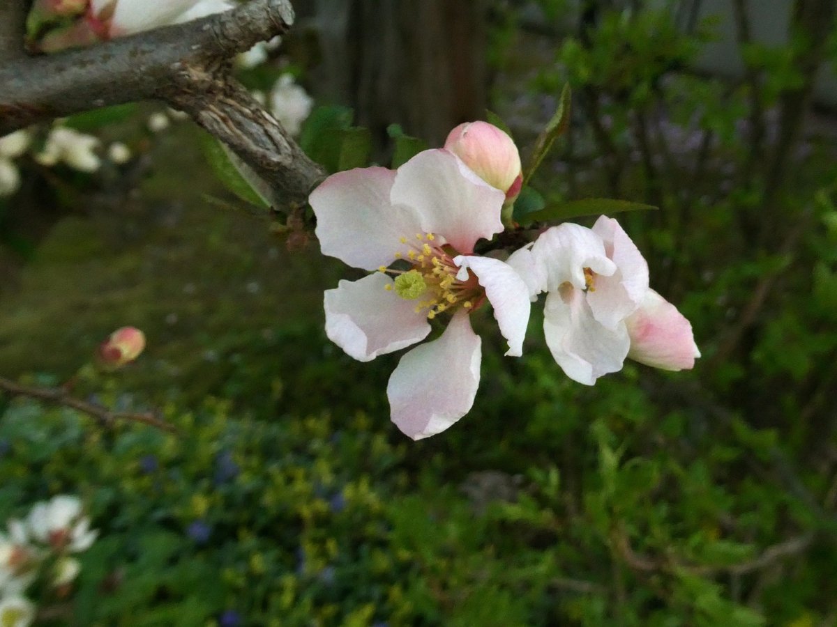 蓮 tweet media