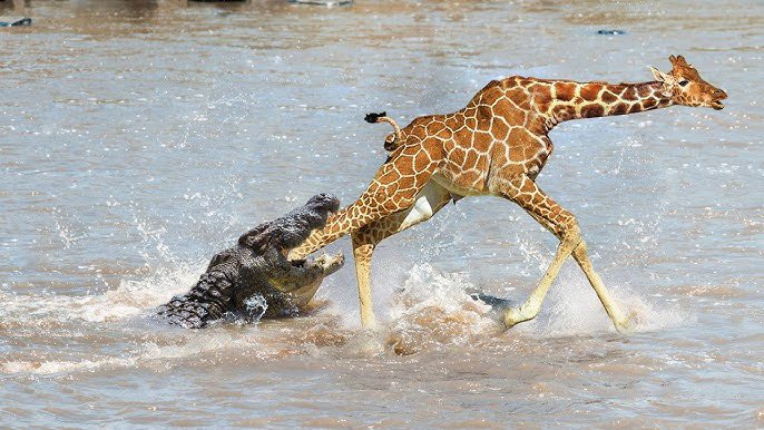 crocodile tweet media