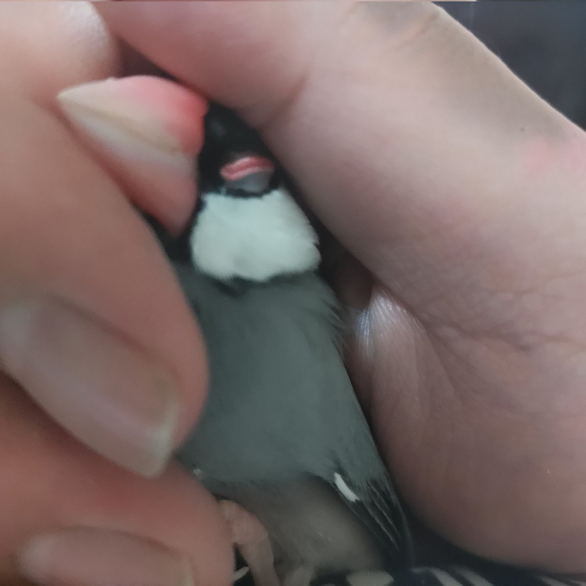 魚類マンボウと文鳥かしらちゃん tweet media