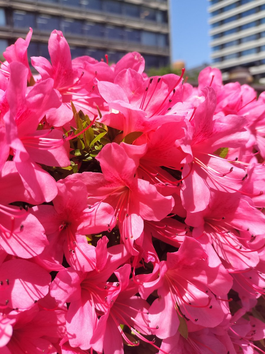 HappyAkk's tweet photo. ツツジが綺麗すぎる❤

#写真 #写真好きな人と繋がりたい #写真撮ってる人と繋がりたい #花好き #ツツジ満開 #photography #beautiful #flowers #tokyo https://t.co/nZhZcBQKPr