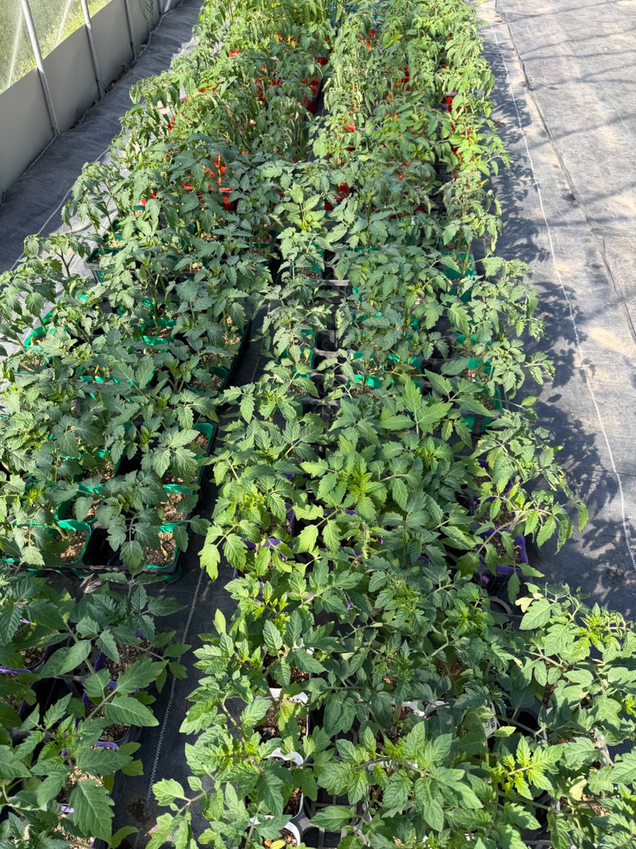 5danfarm's tweet photo. 完熟堆肥の自家製培養土「けんど君」で作った苗、販売してます。
https://t.co/hcXy0HknkZ https://t.co/gg5Iak6dhz