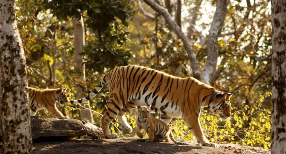 Pench Tiger Reserve tweet media