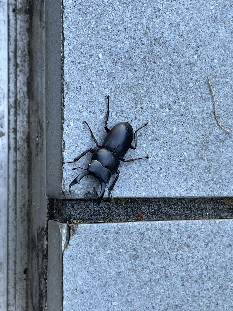 yasuaih's tweet photo. 今日、永山を歩いていたらクワガタがいました。
多摩市は自然が多いのでクワガタもいるんですね。 https://t.co/2fFxHC3hFV
