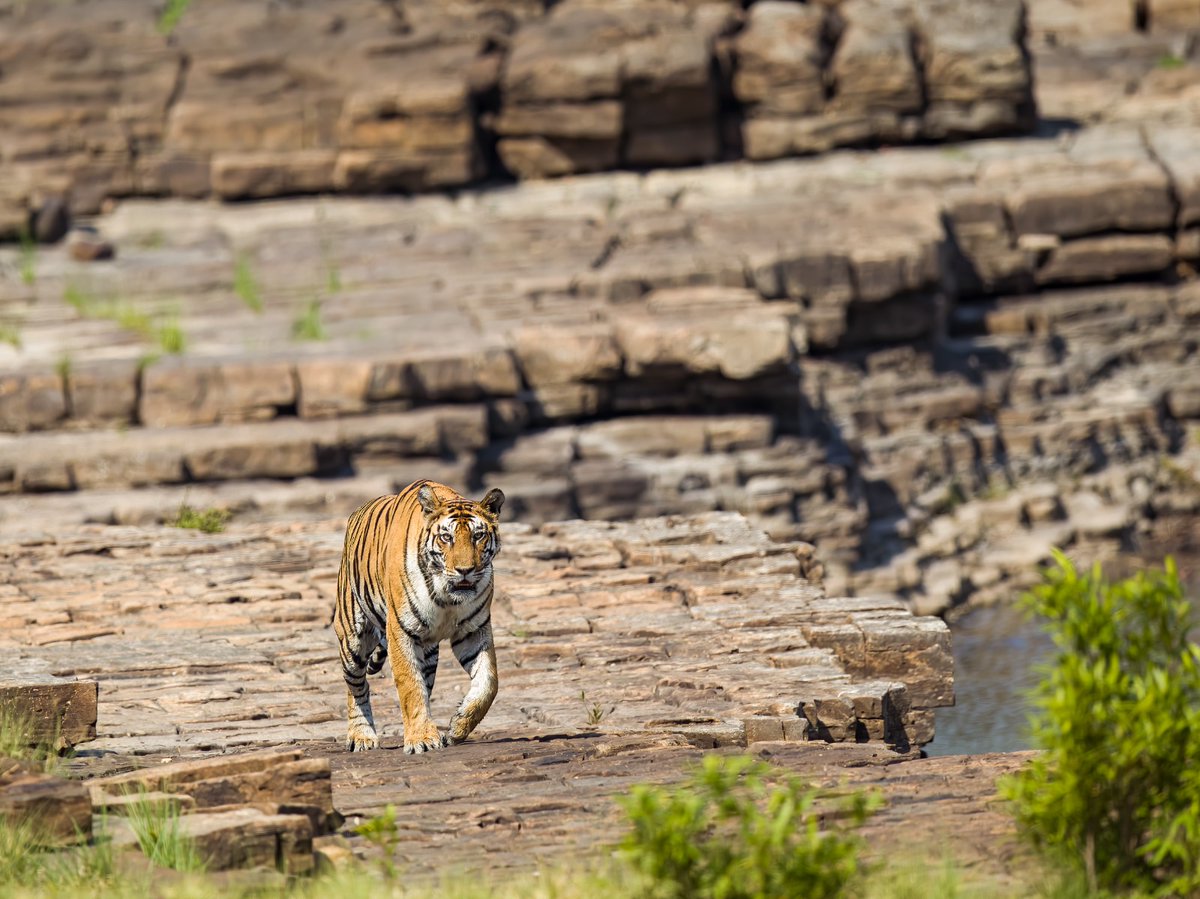 Madhav Tiger Reserve tweet media