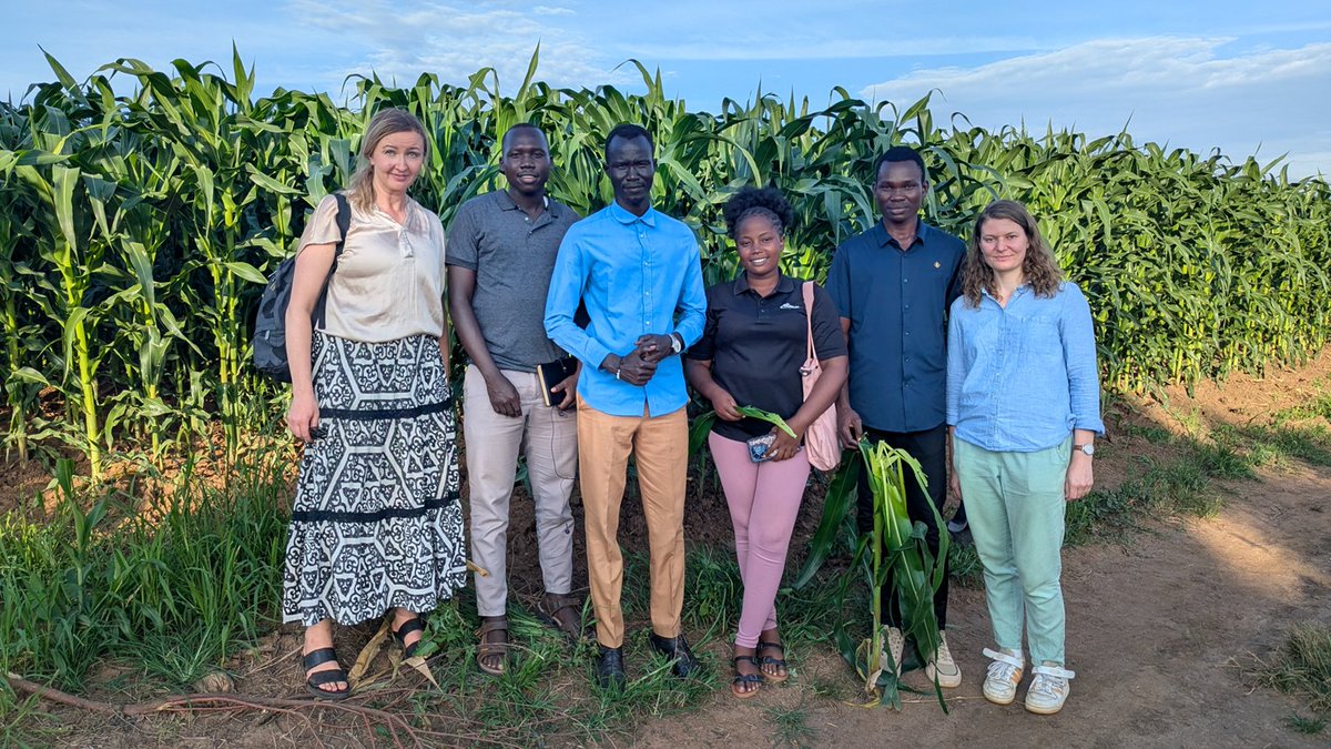 AsecBugemauniv's tweet photo. Our Student challenge with MUZARDI as Challenge Owner focused on the maize value Chain and students engaged to develop interventions that constrain maize production @MPNampala @ruforumsec @umu_nkozi @UCUniversity @kabuniversity https://t.co/ADWIRzTLPl