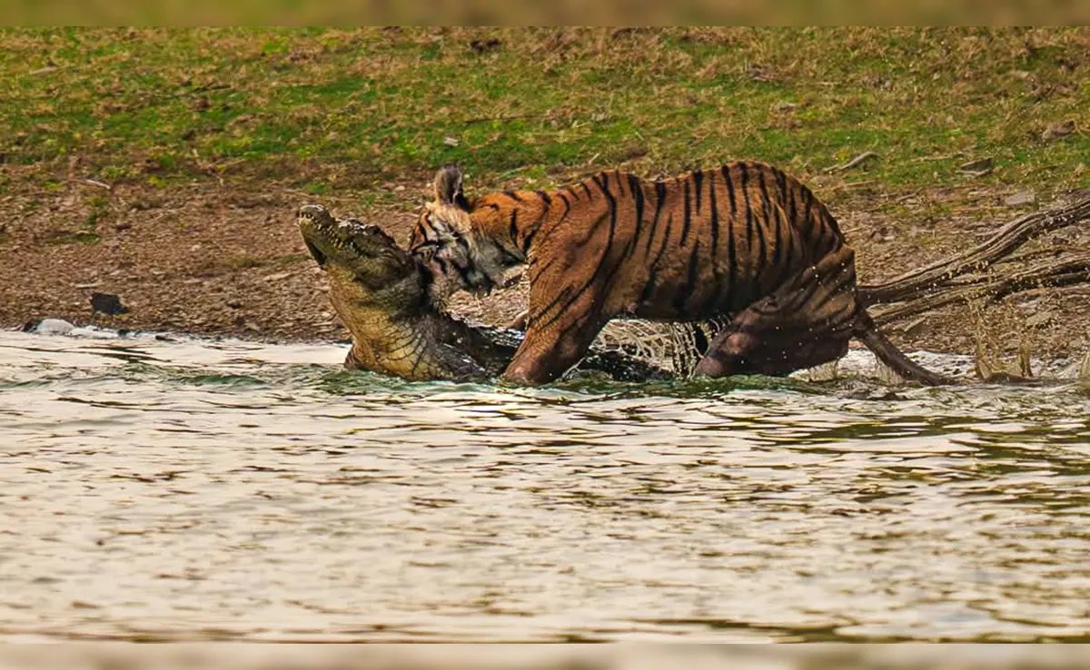Tiger tweet media