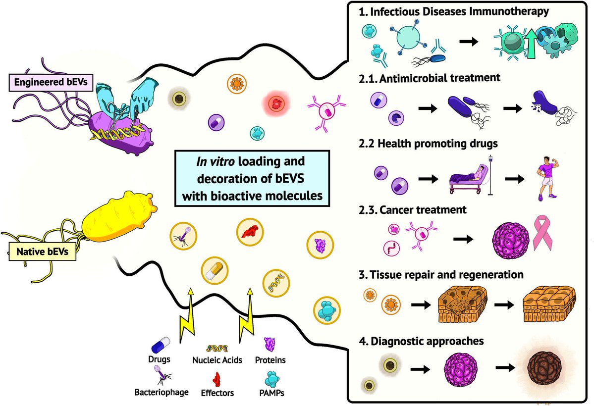 Microbial Biotechnology (MBT) tweet media