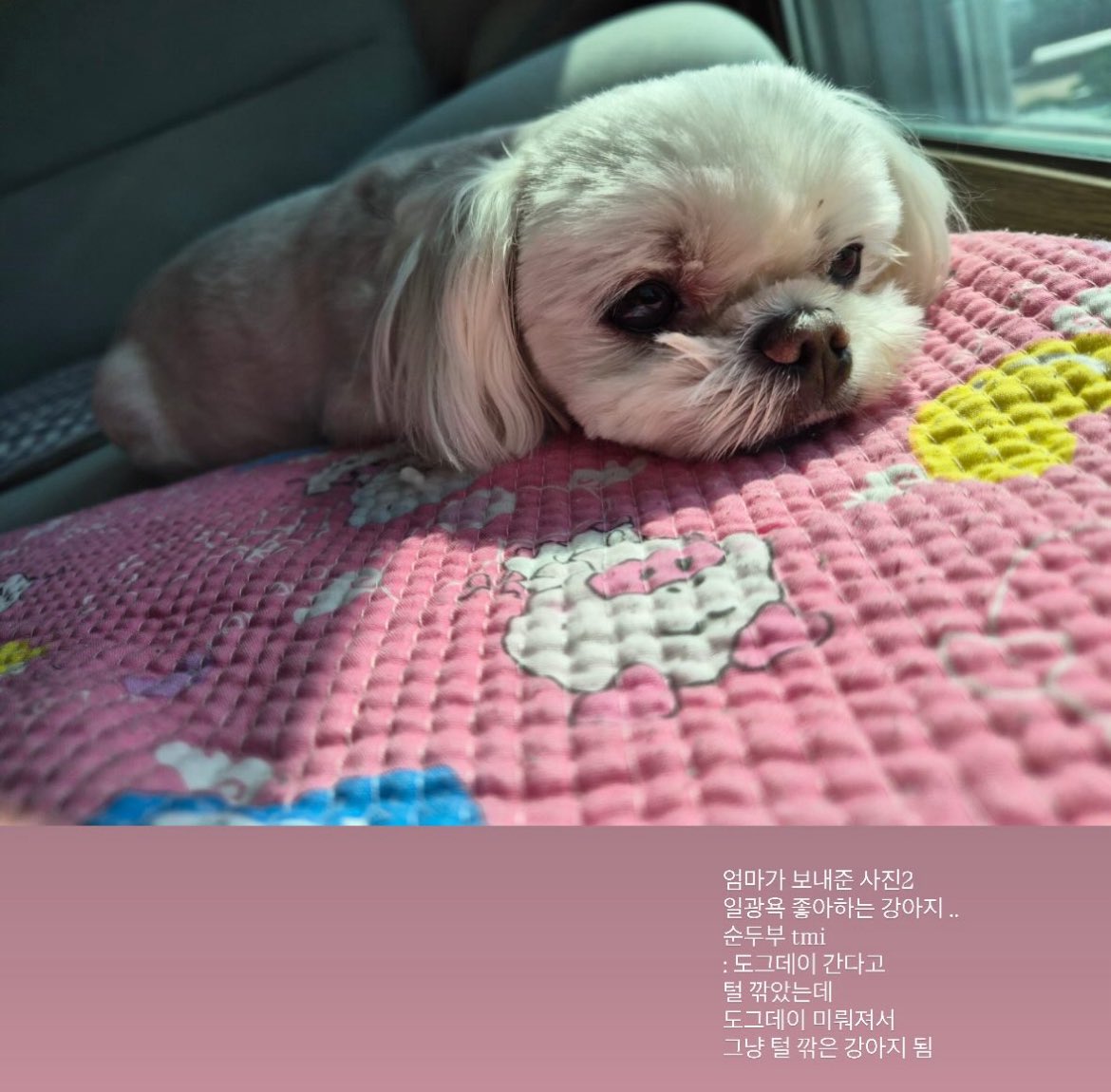 dk 잠만   두부 존귀 ㅠㅠㅠㅠ
도그데이 오려고 미용햇나봐ㅠㅠㅠㅠ
근데 도그데이가 미뤄짐 ㅠㅠㅠㅠ  
그냥 털깎은두부됨 ㅠㅠㅠㅠㅠㅠ