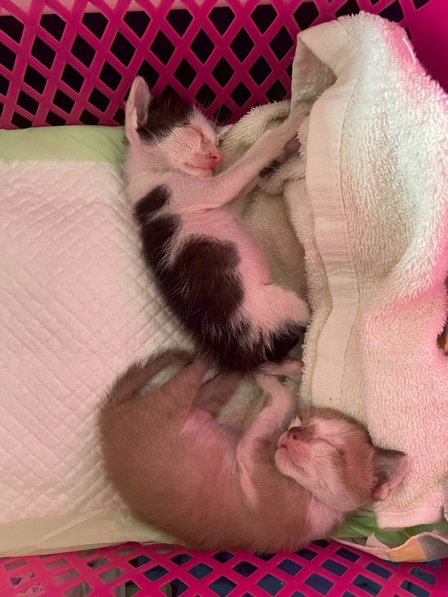 JohnJud | CUVET Animal Welfare Club tweet media