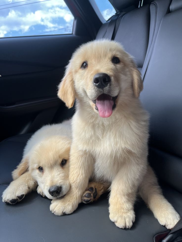 Dogs all the way tweet media